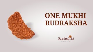 One Mukhi Rudraksha  Rudralife  Rudraksha Power for You [upl. by Waddell189]