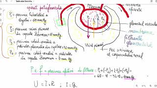 Formarea urinei [upl. by Spooner]