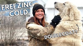 How cold is too cold for Great Pyrenees dogs outside  Livestock Guardian Dogs [upl. by Oznola]