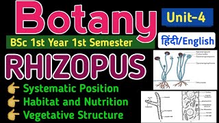 BSc 1st Year 1st Semester Botany MycologyRhizopusClassificationVegetative Structure of Rhizopus [upl. by Maillij]