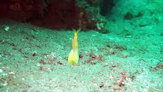 Rare Yellow Ribbon Eel Spotted [upl. by Dagall]