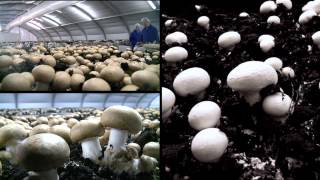 NIFDA Awards 2013 Northway Mushrooms Supply Chain [upl. by Gomar630]