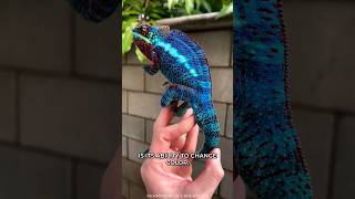 Chameleon Camouflage [upl. by Jessey]