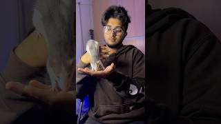 Alex 🦎 amp Rats and mice lo unna difference 😦telugu ytshorts trendingshorts hamsters guntakal [upl. by Sergeant51]