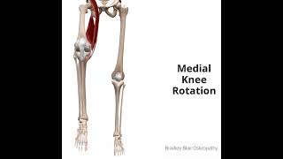 Medial Knee Rotation [upl. by Monie]