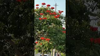 Saw SPADOTEA CAMPANULATA African tulip tree with huge orange flowers 1st time in my life [upl. by Fast459]