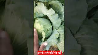 Most early cabbage in India  ageti patta gobhi ki kheti [upl. by Omixam]