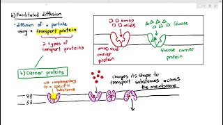 Facilitated Diffusion vs Simple Diffusion [upl. by Perreault]