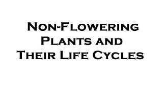 Non Flowering Plants and their life cycles [upl. by Egroej764]