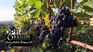 Grapes of Place How Oregon changed the world of wine  Oregon Experience  OPB [upl. by Anewor64]