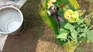 4 nos fishes trapped from RCC cement tank and vegetables fruits from same unit [upl. by Joycelin425]