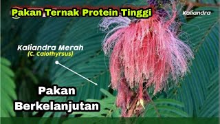 Kaliandra Merah Pakan Ternak Andalan Dengan Kandungan Protein Tinggi [upl. by Oirasor]