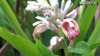 Alpinia calcarata [upl. by Ynoble]