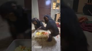 baby chimps fighting over food primates babyanimal monkey chimpanzee [upl. by Werner]