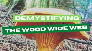 Demystifying the Forest’s Wood Wide Web [upl. by Kano]