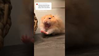 Silly hamster yawn compilation pets hamsters shortsfeed [upl. by Dora463]