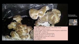 On growing the Maitake mushroom [upl. by Jara]