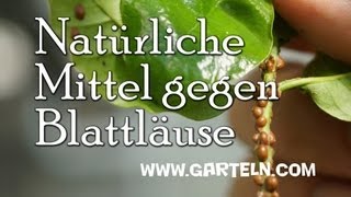 Natürliche Mittel gegen Blattläuse [upl. by Orvie805]