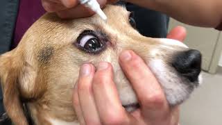 How to apply an ophthalmic ointment in a dog [upl. by Dunlavy740]