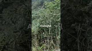 music tamil ARUNACHAL HILL [upl. by Yclehc24]