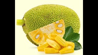 Jackfruit Artocarpus heterophyllus [upl. by Latvina]