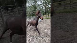 Intro to halterleading… working on reaction modes 🙂 horsetraining mustangmakeover wildmustang [upl. by Hanforrd124]