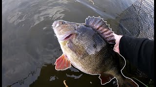 UK canal perch its massive [upl. by Eiramanel595]