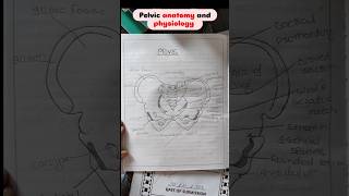 pelvis anatomy notesshorts pelvis anatomy medico [upl. by Etnovaj]