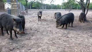 John Burton on the Chacoan Peccary [upl. by Mojgan675]