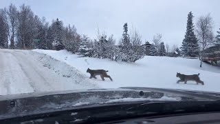 Lynx Family Crosses the Road  ViralHog [upl. by Bortman768]