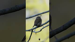 Collared Owlet The Himalayan Predator You Didnt Know About wildlife youtubeshorts [upl. by Maribelle]