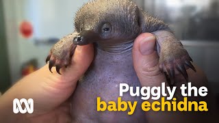 Meet Puggly the orphaned baby echidna 🦔🍼 [upl. by Aicatsan113]