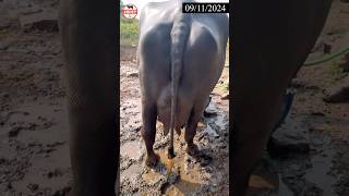 murrah buffalo in maharashtra shorts murrah [upl. by Hildagard]