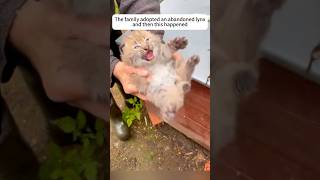 The family adopted an abandoned lynx and then this happenedshorts animalshorts rescue [upl. by Marilee116]