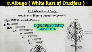 Albugo part1  White Rust of Crucifers  Albugo Structure and Reproduction BSc 1st year Botany [upl. by Novelc]