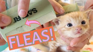 Ick These Kittens Need a Flea Bath How to tell if a kitten has fleasand what to do [upl. by Ross]