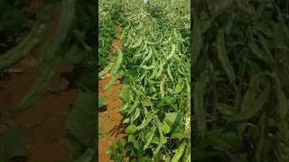 Bushy Dolichos Barbie  343 agri farming video shorts [upl. by Dobbins]