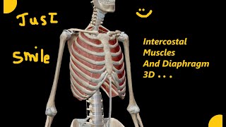 L4 Anatomy Thoracic wall intercostal muscle and Diaphragm [upl. by Eyar]