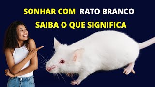 Sonhar com rato branco  Saiba o que significa [upl. by Ardied]