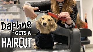 Ep16 Daphne Gets a Haircut Finale  Cute Dachshund Video [upl. by Sirac]