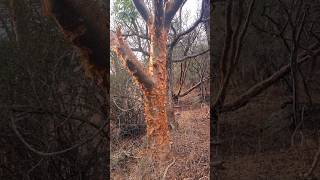 Red stemmed corkwood bursera caudex tree plants nature africa travel botany weird wonder [upl. by Luben]