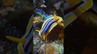 Chromodoris quadricolor [upl. by Akinom333]