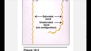 Lipid Chemistry  Biochemistry lec 2 [upl. by Klockau727]