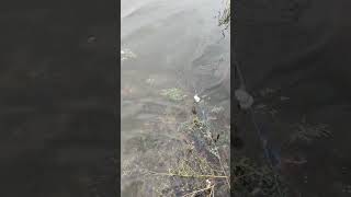 fishing fiish beachfishing fish filefish carpfishing fihing carp fiahing videogama [upl. by Autum278]