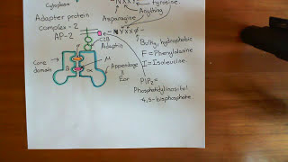 Clathrin Mediated Endocytosis and The Endocytic Pathway Part 2 [upl. by Vladamir]