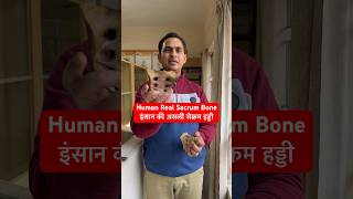 Human Real Sacrum Bone  इंसान की असली सेक्रम हड्डी shorts trending viral youtubeshorts short [upl. by Reynard679]