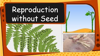 Science  Plant Reproduction without seed  English [upl. by Srednas]