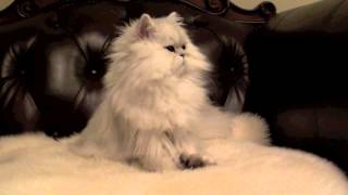 Cats 101 Chinchilla Silver Persian Lullaby [upl. by Dilaw336]