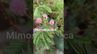 Mimosa pudica flowersSensitive plant [upl. by Luise]