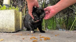 How to get ticks off a stray cat living at a car wash [upl. by Hemminger]